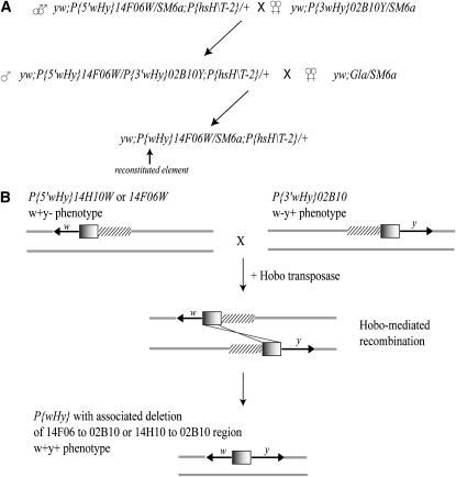 Figure 2.—