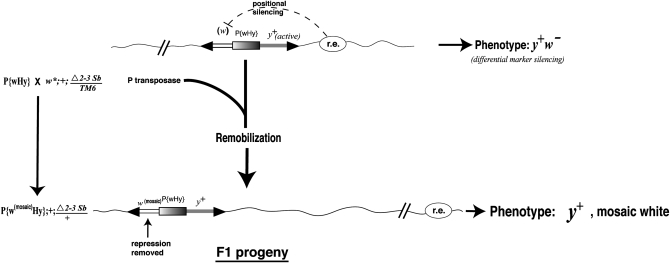 Figure 3.—