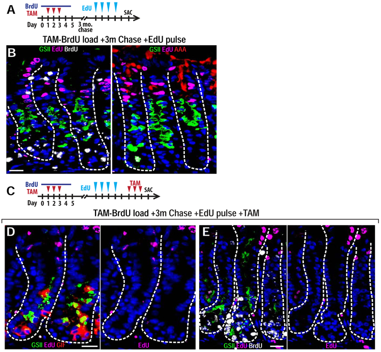 Figure 4: