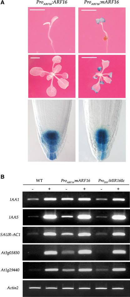 Figure 7.