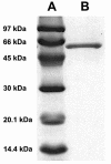 FIG. 1.