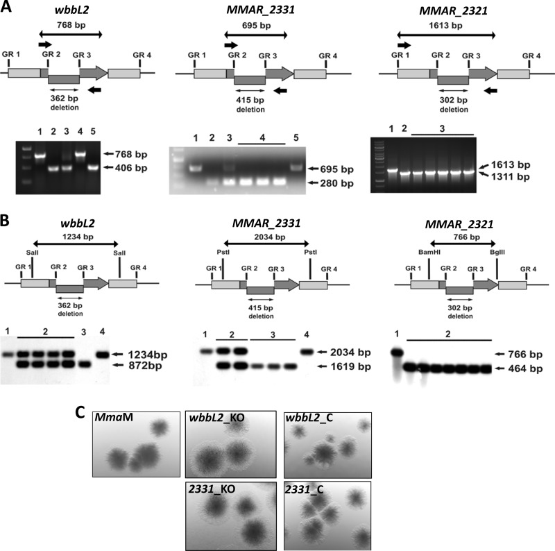 FIGURE 2.