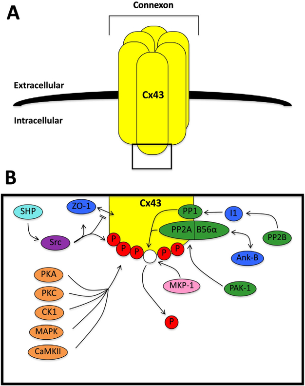 Fig. 1.