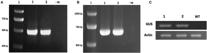 Figure 5