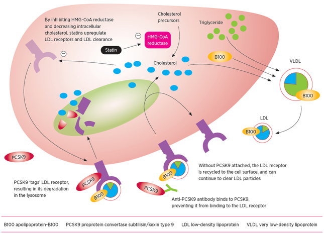 VLDL is secreted by the liver and converted to LDL, which delivers cholesterol to peripheral tissues and is atherogenic. LDL particles are taken up via LDL receptors, primarily on hepatocytes, and degraded. The production of LDL receptors is decreased by intracellular cholesterol, so lowering intracellular cholesterol with statins results in increased LDL receptors and LDL uptake. LDL-receptor degradation is enhanced by PCSK9, so inhibiting PCSK9 with antibodies increases LDL-receptor recycling and LDL uptake.