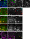 Figure 6—figure supplement 1.