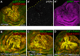 Figure 3—figure supplement 2.