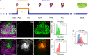 Figure 2—figure supplement 1.