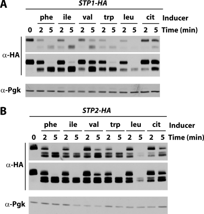 FIGURE 4.