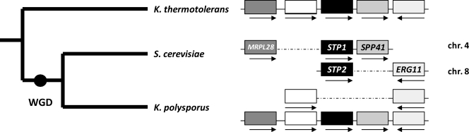 FIGURE 1.