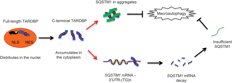 Figure 6.