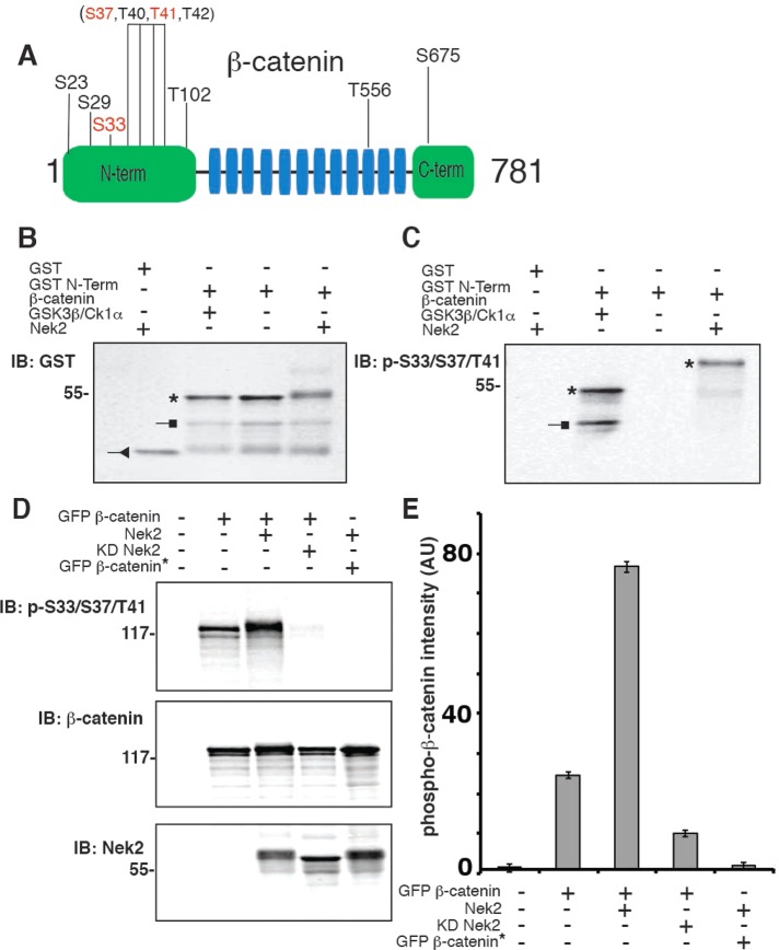 FIGURE 1: