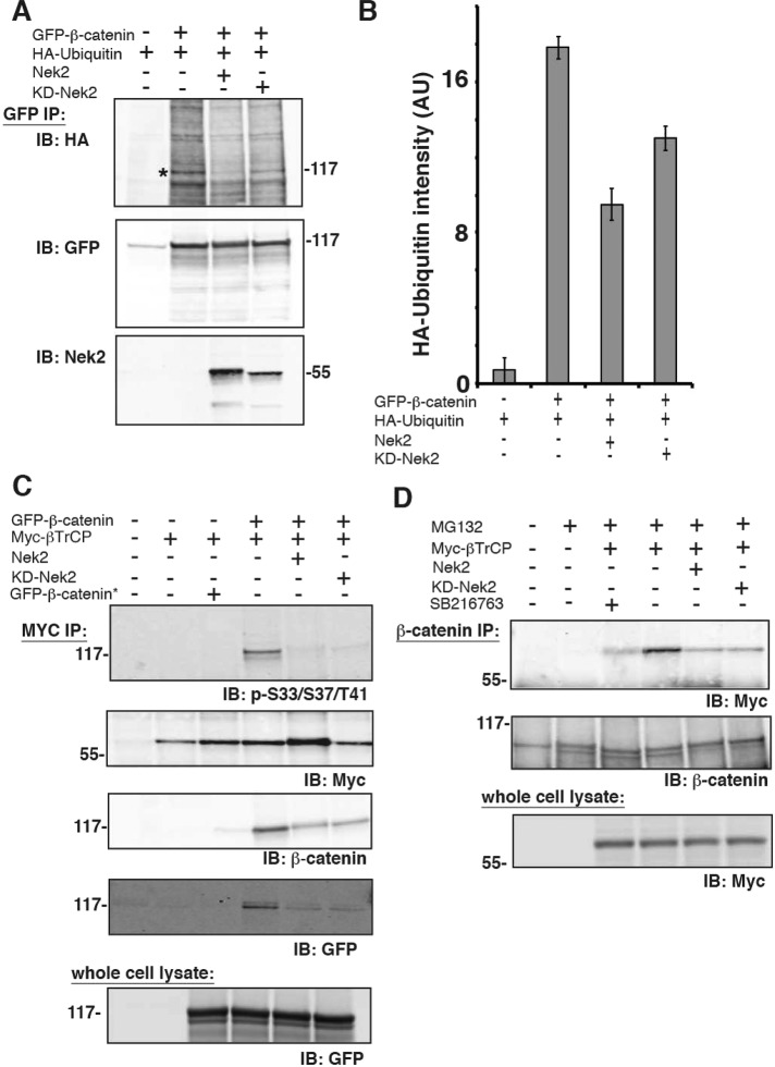 FIGURE 2: