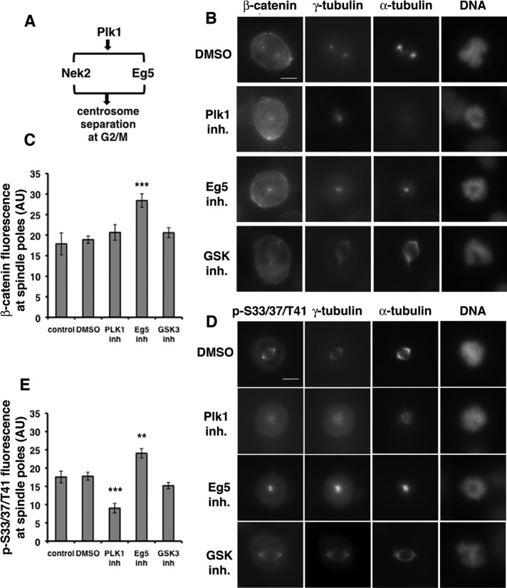 FIGURE 6: