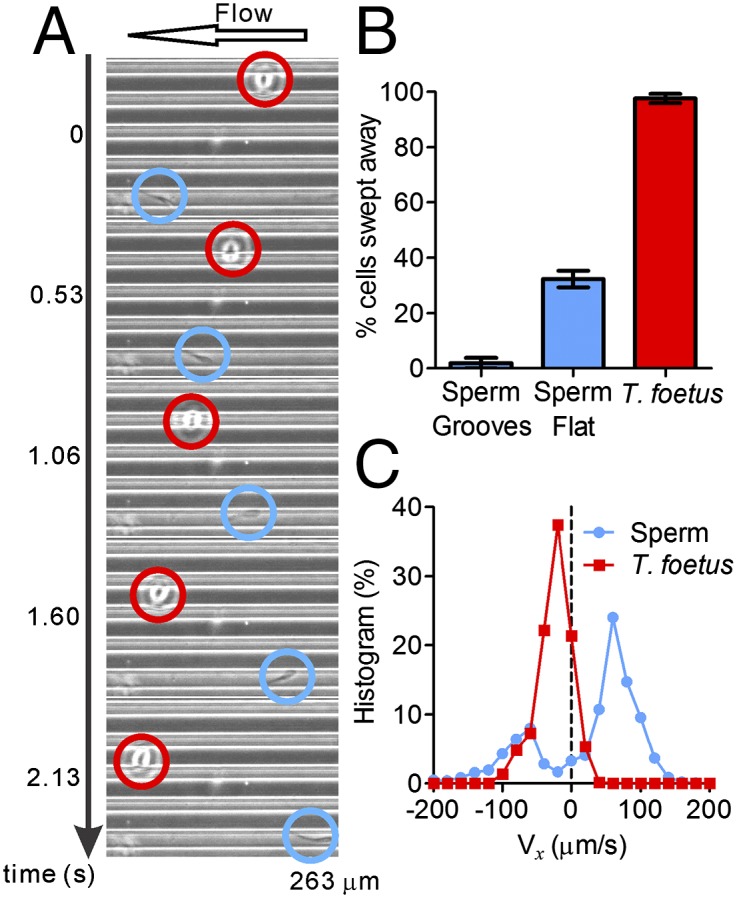 Fig. 5.