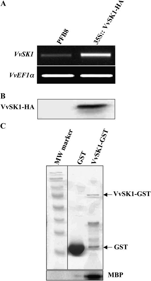 Figure 5.