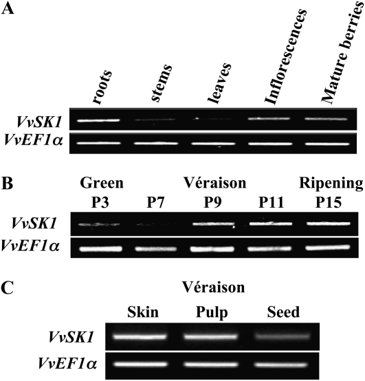 Figure 4.