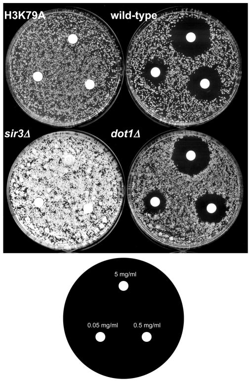 Figure 5