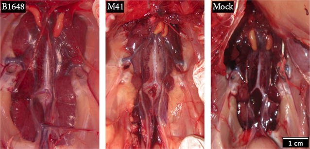 Figure 3