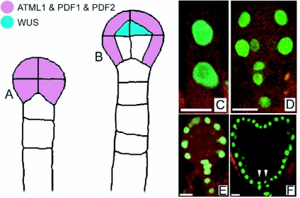 Figure 17.