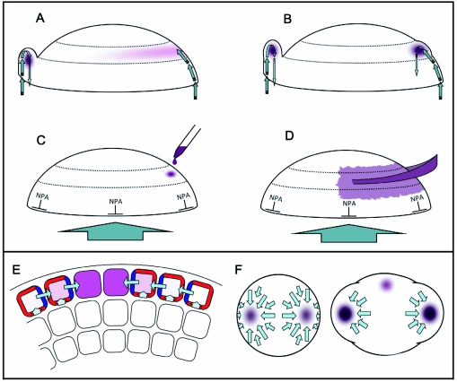 Figure 14.