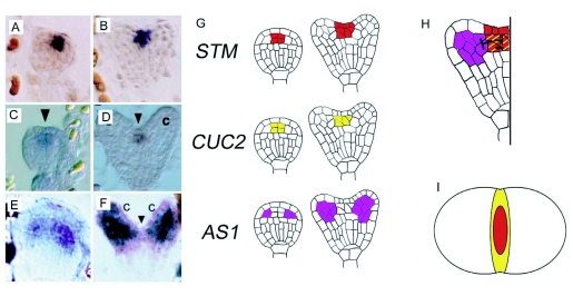 Figure 13.