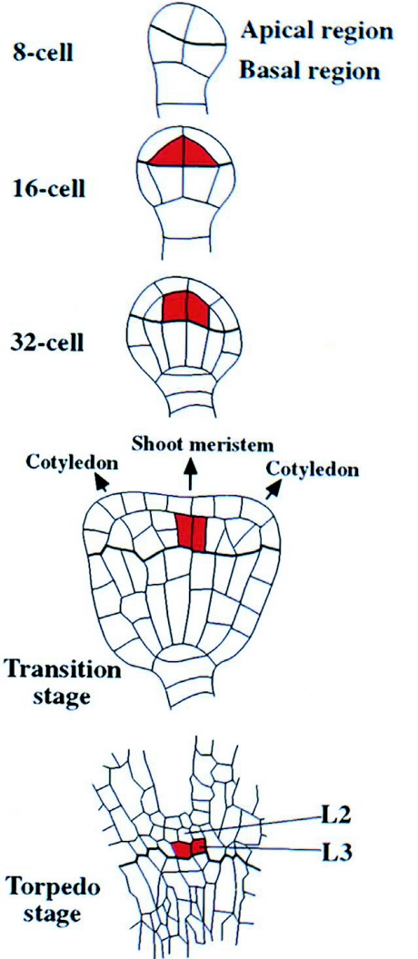 Figure 12.