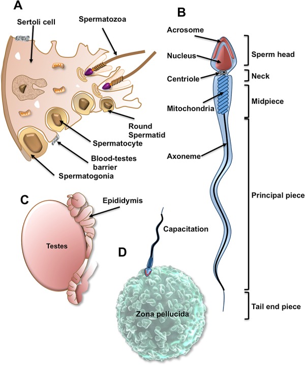 Figure 2.