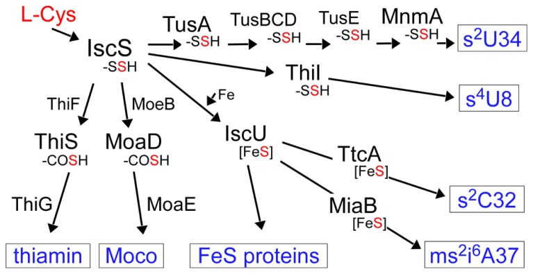 FIGURE 2