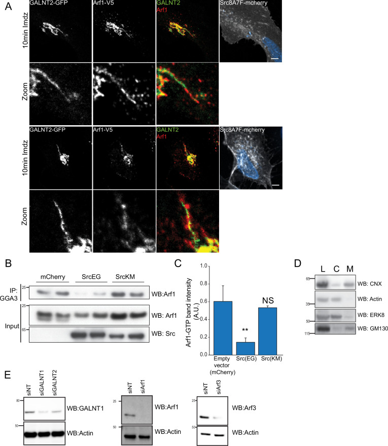 Figure 2—figure supplement 1.