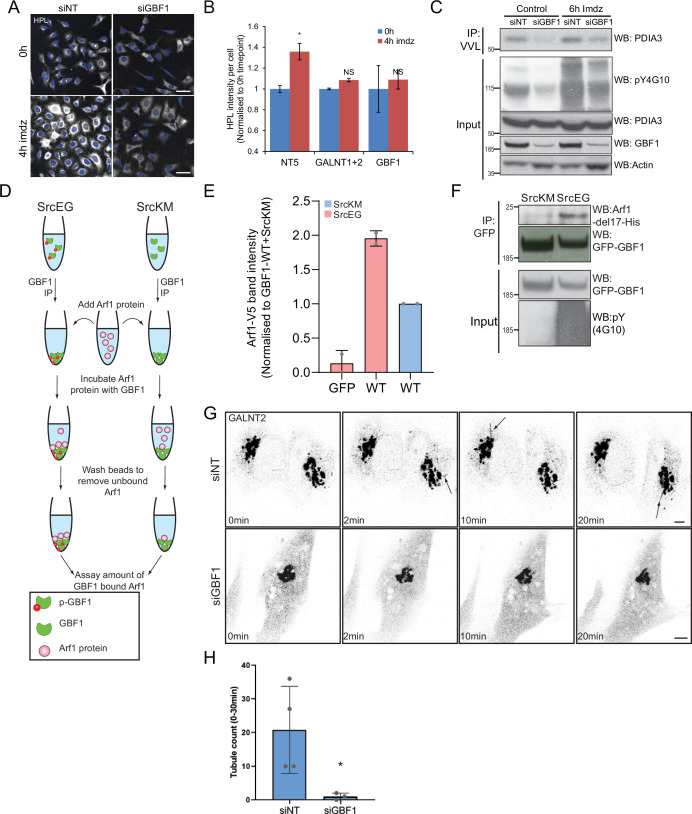 Figure 3—figure supplement 1.