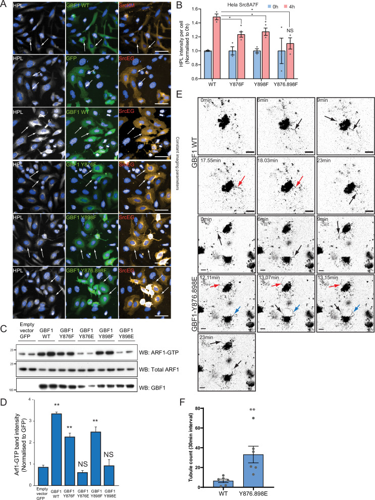 Figure 5—figure supplement 1.