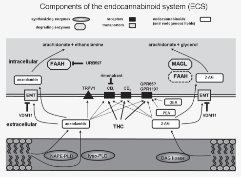 Figure 1)