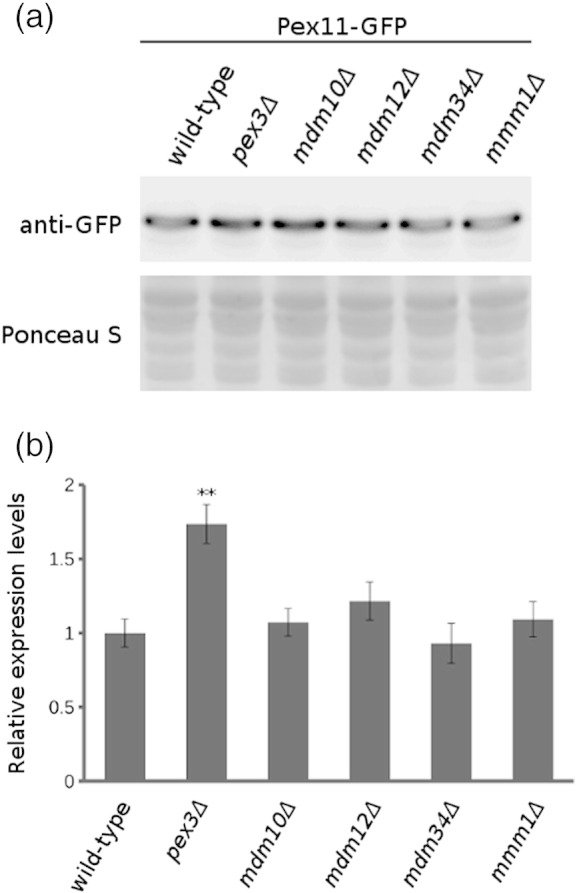 Supplementary Fig. 4