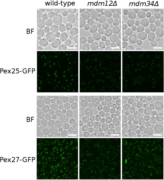 Supplementary Fig. 3