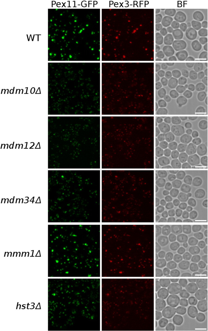 Supplementary Fig. 2