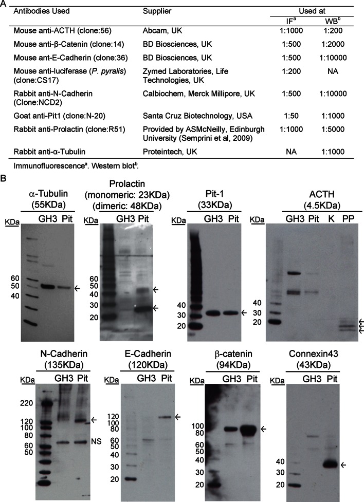 Figure 5—figure supplement 1.