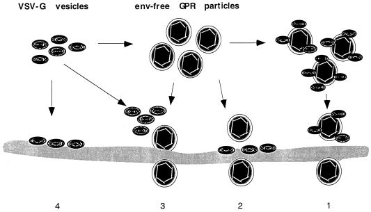 FIG. 4