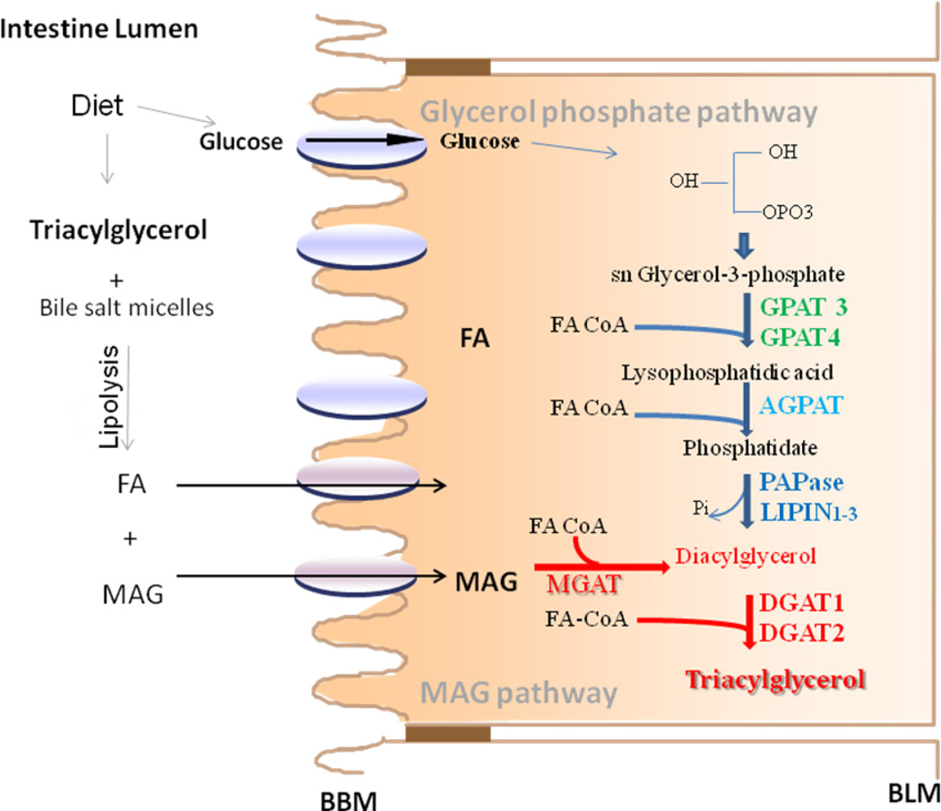 Fig 1