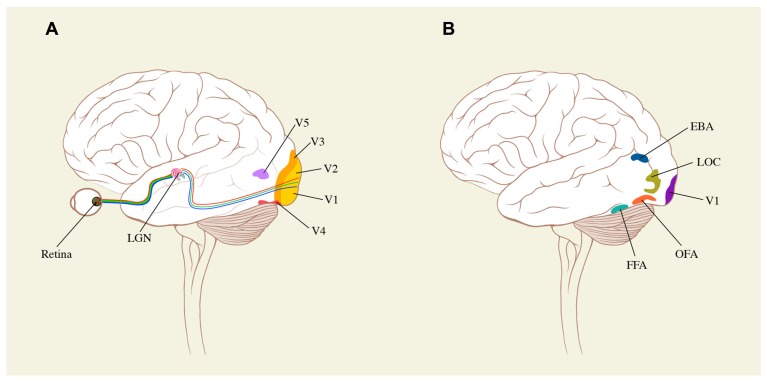 FIGURE 3