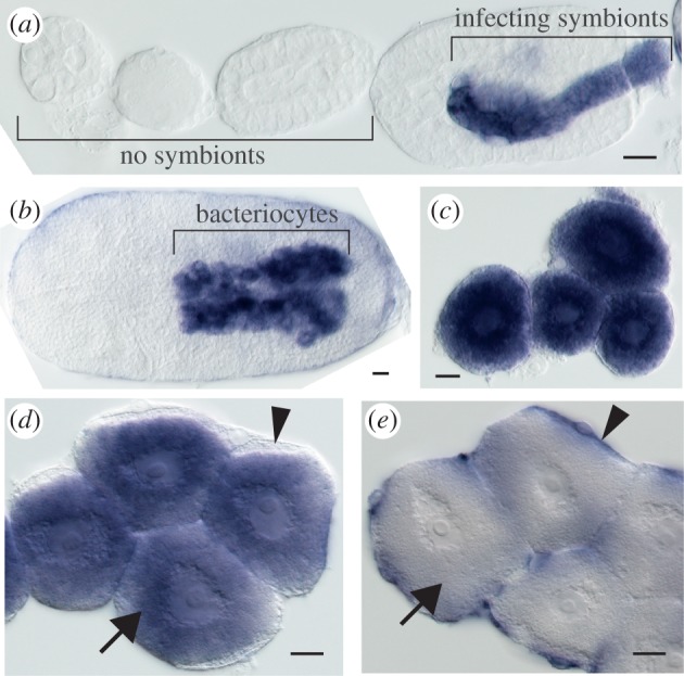 Figure 3.