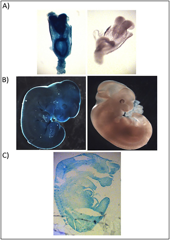 Fig 3