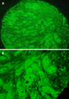 Fig. 4