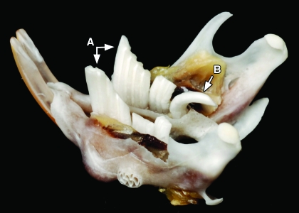 Figure 4.