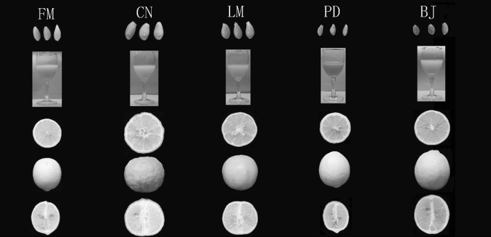 Fig. 1