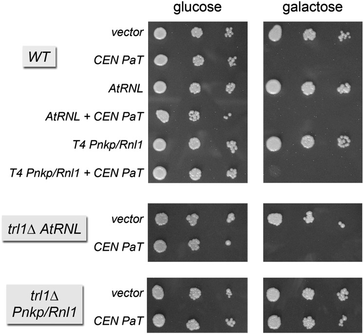 FIGURE 4.