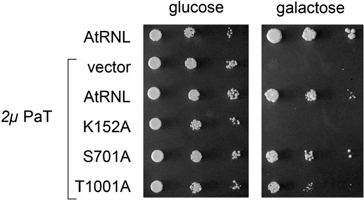 FIGURE 7.