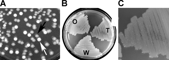 FIG. 1.