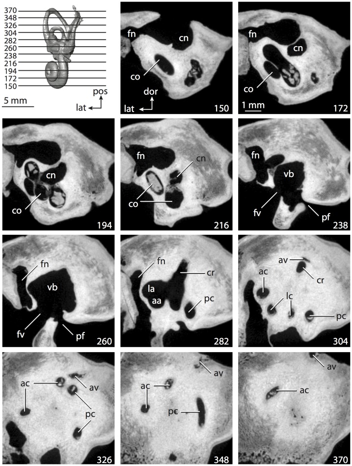 Figure 21