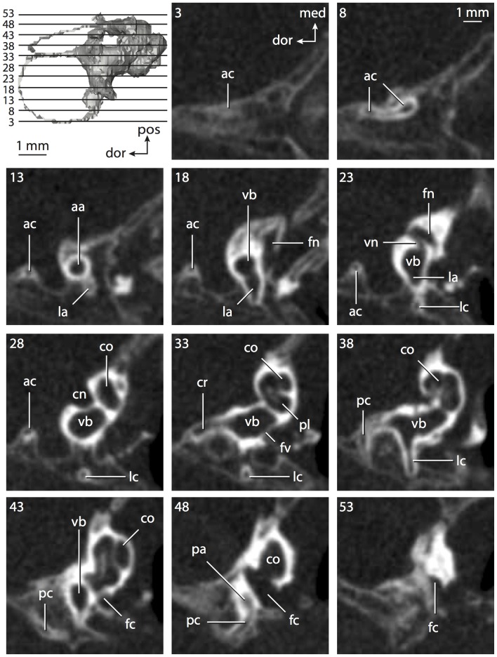 Figure 51